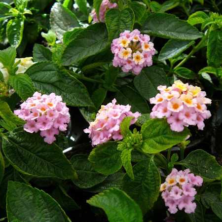 Lantana op stam - Wisselbloem, Verkleurbloem