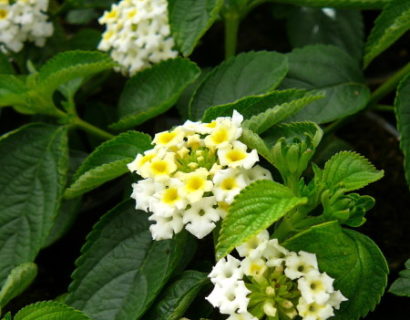 Lantana - Wisselbloem, Verkleurbloem