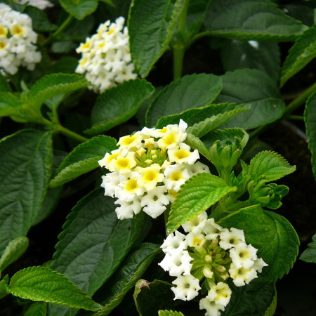 Lantana - Wisselbloem, Verkleurbloem