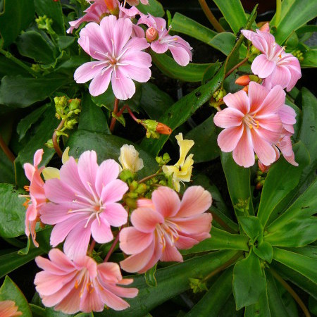 Lewisia - Lewisia