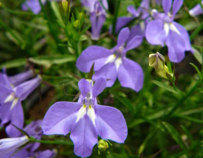 Lobelia staand