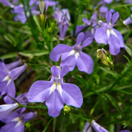 Lobelia staand - Lobelia