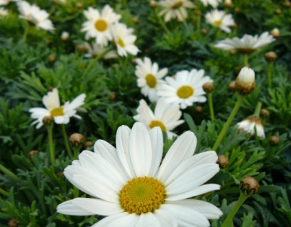 Chrysanthemum op stam - margriet