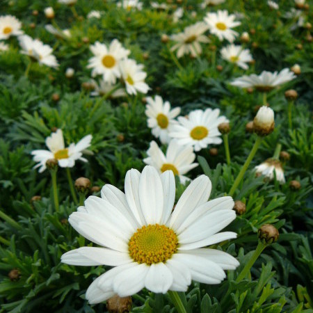 Chrysanthemum op stam - margriet