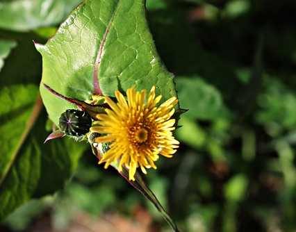 Asteriscus - Asteriscus