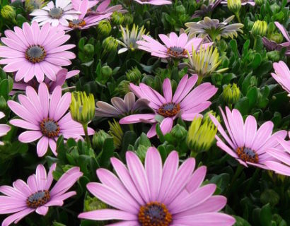 Osteospermum - Spaanse margriet