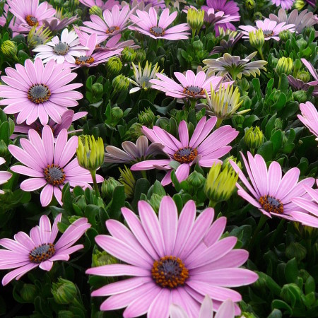 Osteospermum - Spaanse margriet