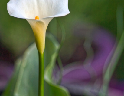 Zantedeschia - aronskelk