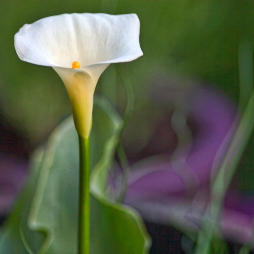 Zantedeschia - aronskelk