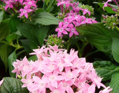 Pentas - Franse geranium