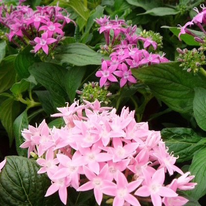 Pentas - 