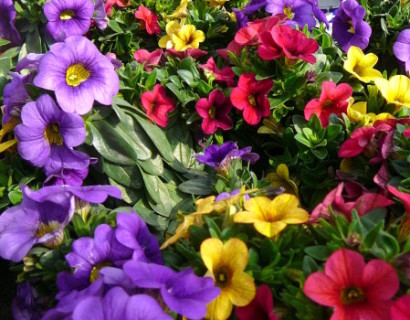 Million Bells of Calibrachoa driekleurig - Million Bells of mini-Surfinia