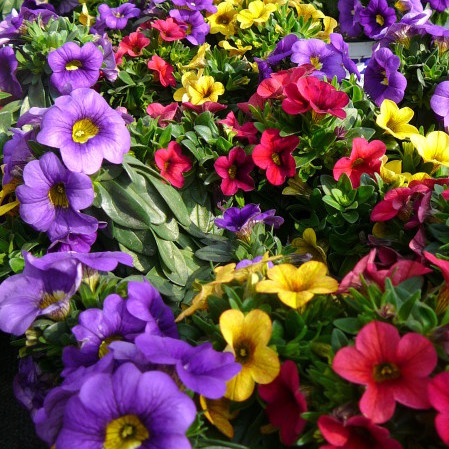 Million Bells of Calibrachoa driekleurig - Million Bells of mini-Surfinia