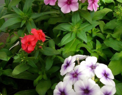 Phlox - Phlox