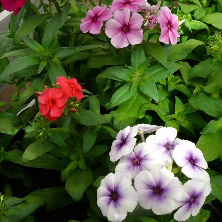 Phlox - Phlox