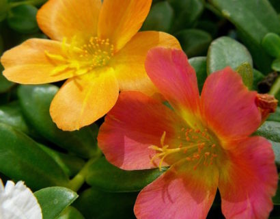 Portulaca staand - Portulaca of Portulak