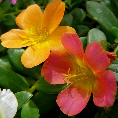 Portulaca staand - Portulaca of Portulak