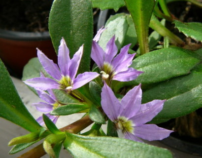 Scaevola - Scaevola