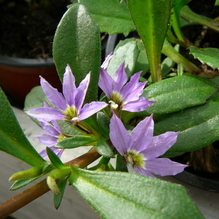 Scaevola - Scaevola