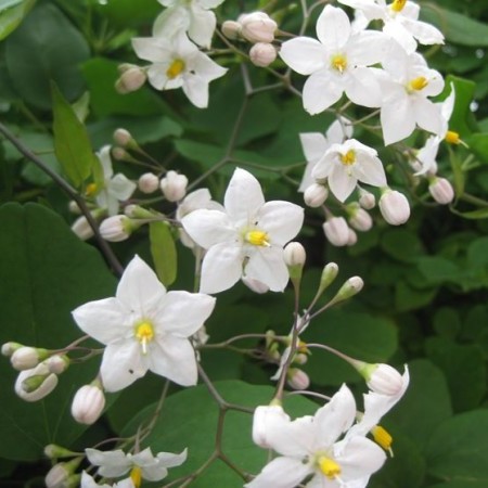 Solanum jasminoides op stam - Nachtschade