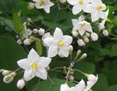 Solanum jasminiodes - Nachtschade