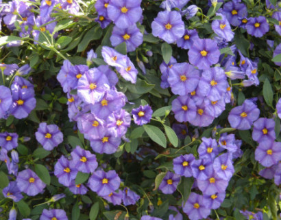 Solanum rant. ‘Blue Fountain’ op stam - Aardappelstruik