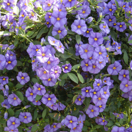 Solanum rant. ‘Blue Fountain’ op stam - Aardappelstruik