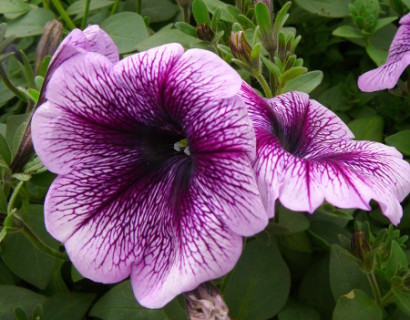 Surfinia of hangpetunia - Surfinia of hangpetunia