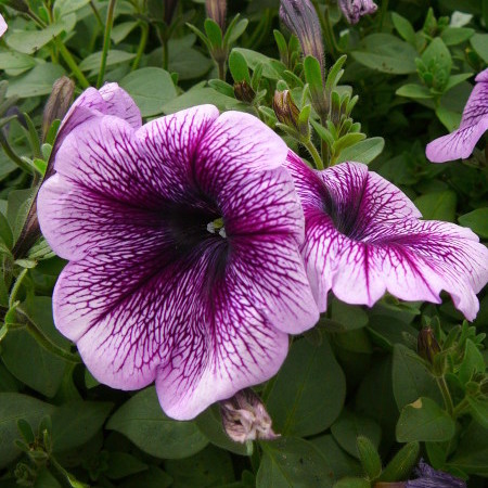 Surfinia of hangpetunia - Surfinia of hangpetunia