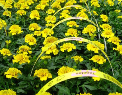 Tagetes - Afrikaantje of stinkertje