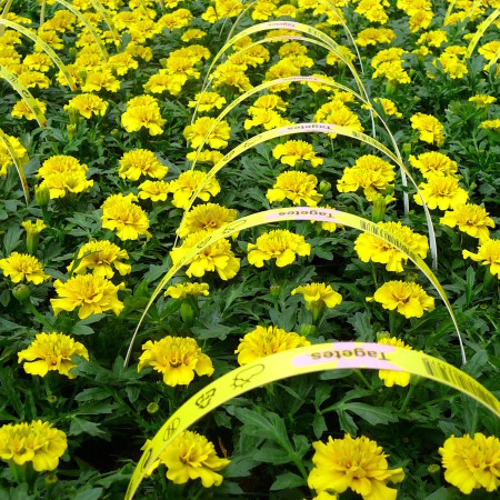 Tagetes - Afrikaantje of stinkertje