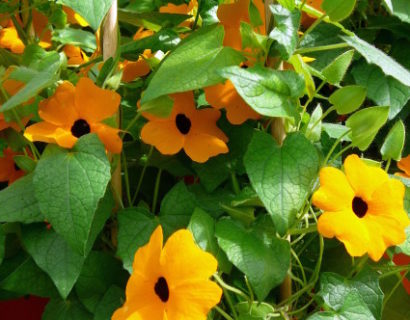 Thunbergia - Suzanne-met-de-mooie-ogen