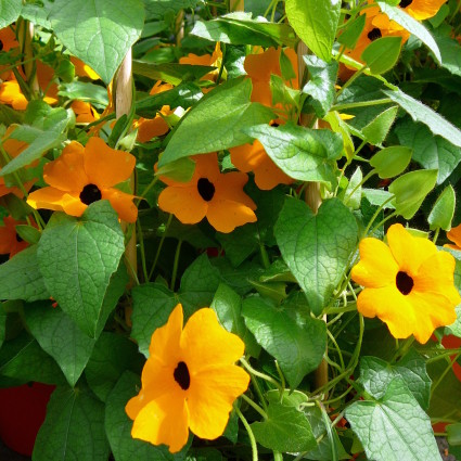 Thunbergia - Suzanne-met-de-mooie-ogen