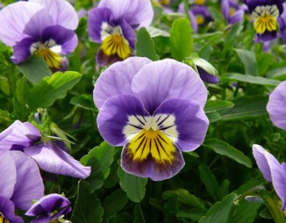 Viola cornuta kleinbloemig - Kleinbloemig viooltje