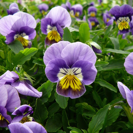 Viola cornuta kleinbloemig - Kleinbloemig viooltje