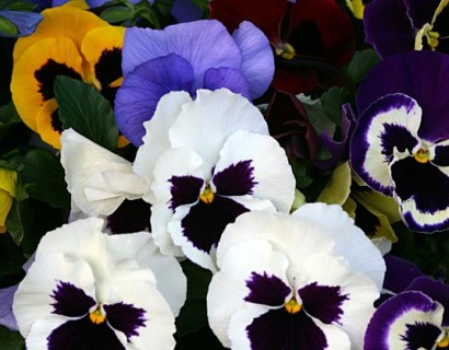 Viola F1 grootbloemig - Grootbloemig viooltje