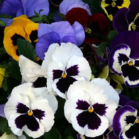 Viola F1 grootbloemig - Grootbloemig viooltje