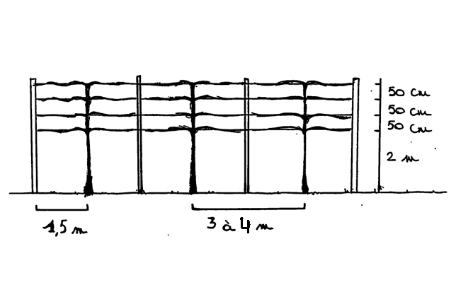 website-leibomen-aangepast-2