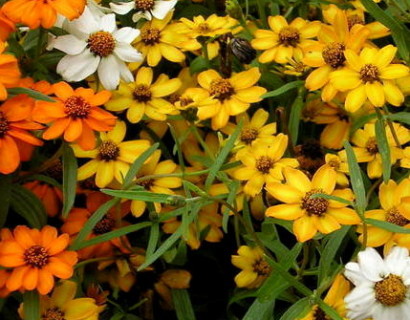 Zinnia - Zinnia