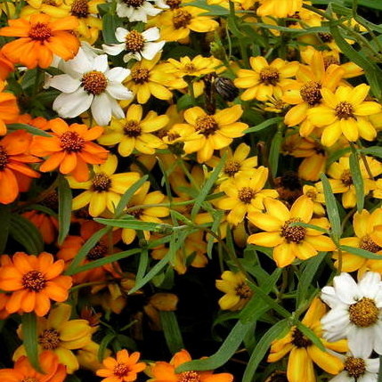 Zinnia - Zinnia