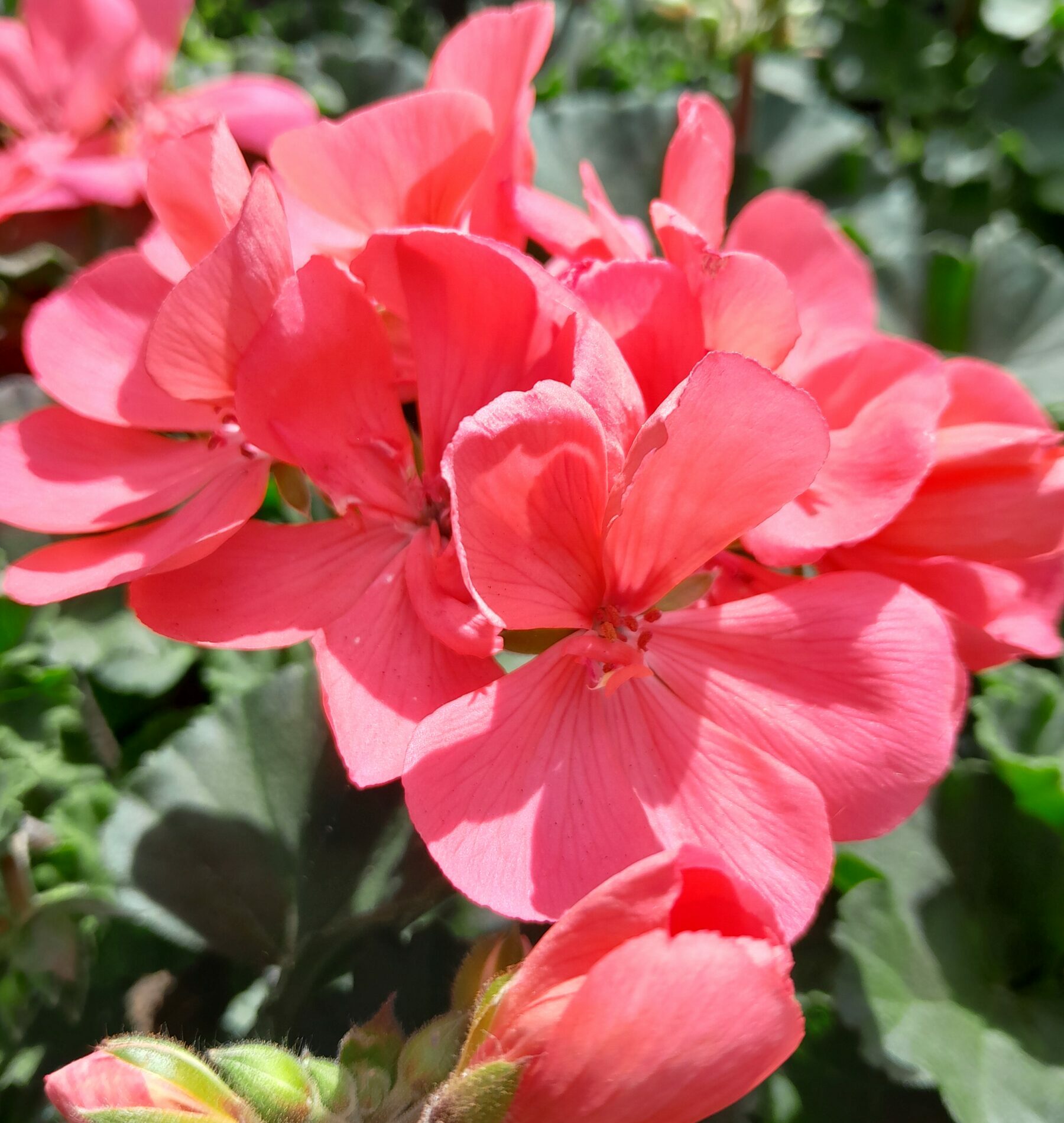 Geranium staand ‘Dolce Vita Lisa’ - staande geranium