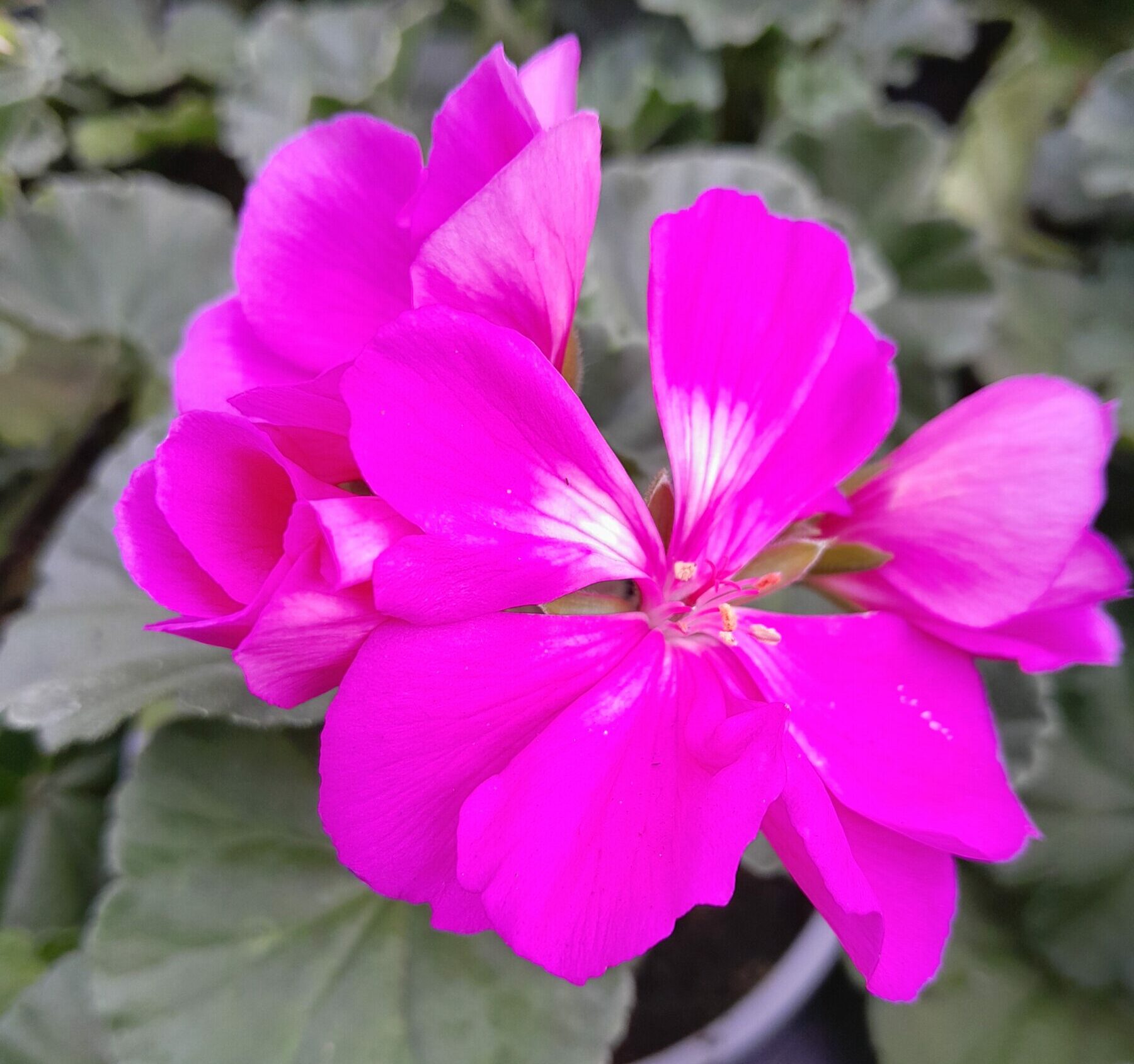 Geranium staand ‘Castello Tessa’ - staande geranium