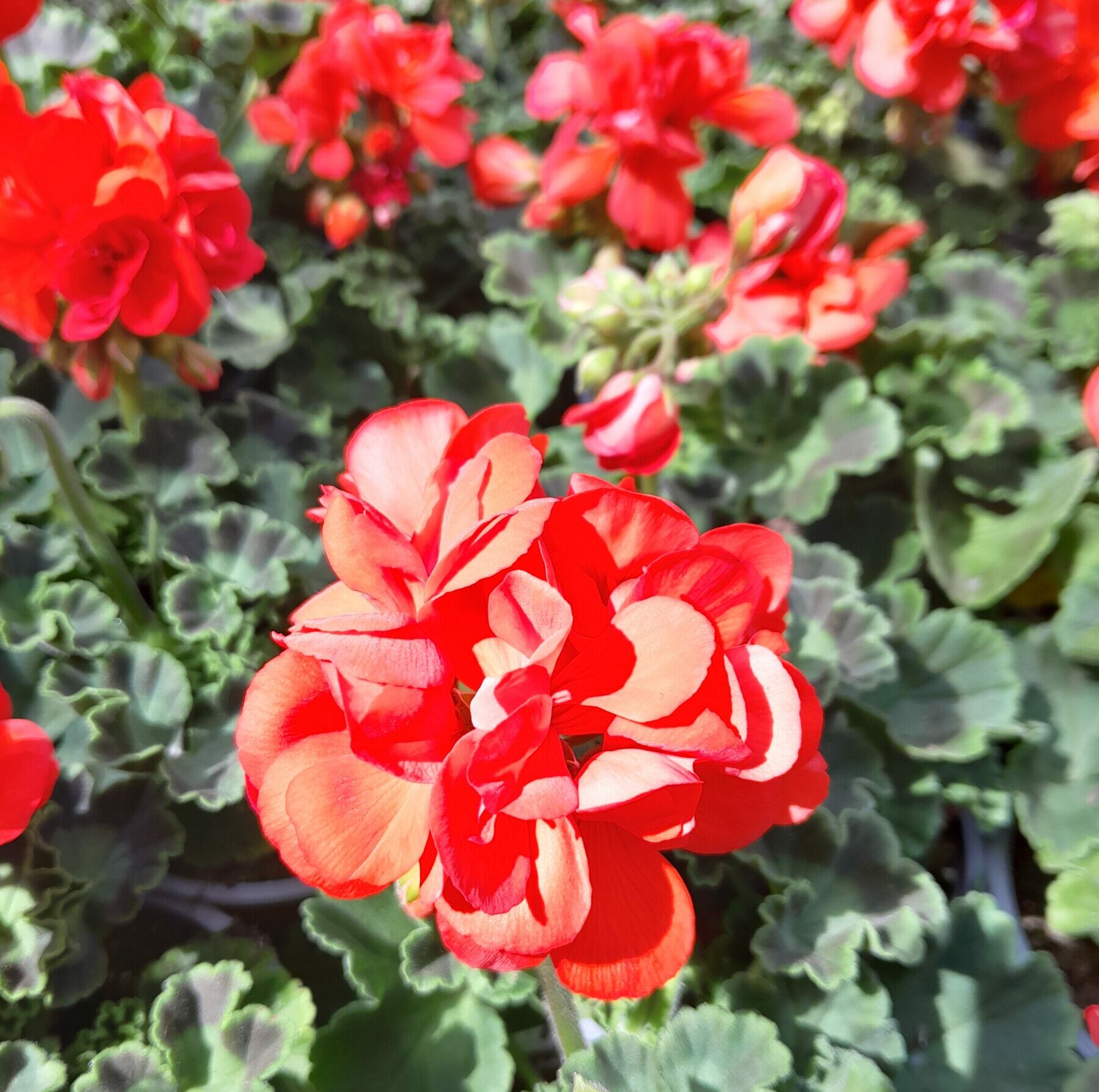 Geranium staand ‘Patricia’ - staande geranium