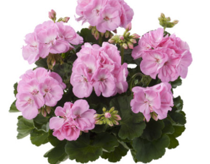 Geranium staand ‘Gesa’ - staande geranium