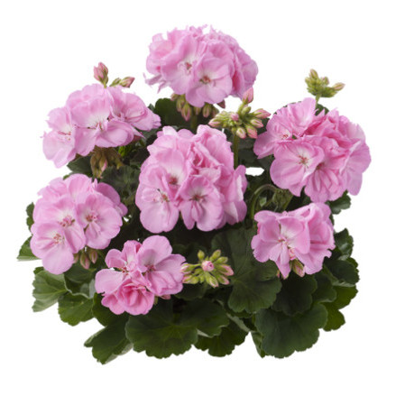 Geranium staand ‘Gesa’ - staande geranium