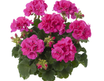 Geranium staand ‘Katarina’ - staande geranium