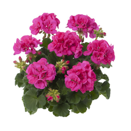 Geranium staand ‘Katarina’ - staande geranium