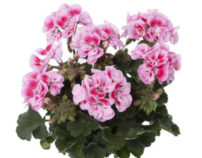 Geranium staand ‘Linus’ - staande geranium