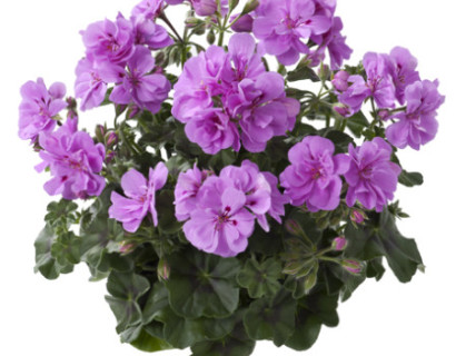 Geranium hang ‘Marlen’ - hangende geranium