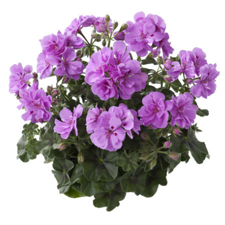 Geranium hang ‘Marlen’ - hangende geranium